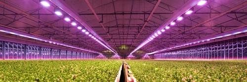LED svjetlo za uzgoj biljaka za vrtlarstvo s potpunim podešavanjem svjetline i spektralnim podešavanjem